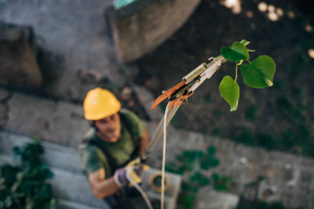 Trusted Charlestown, IN Tree Services Experts